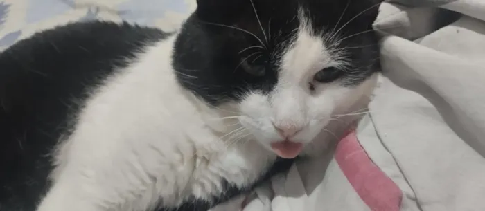 Gato raça SRD-ViraLata idade 5 anos nome Oreo 
