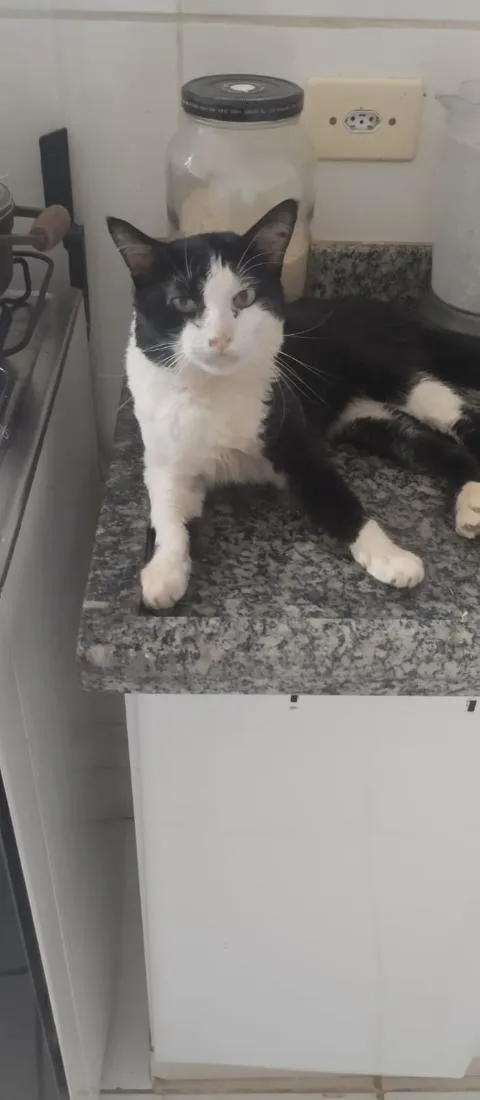Gato raça SRD-ViraLata idade 5 anos nome Oreo 