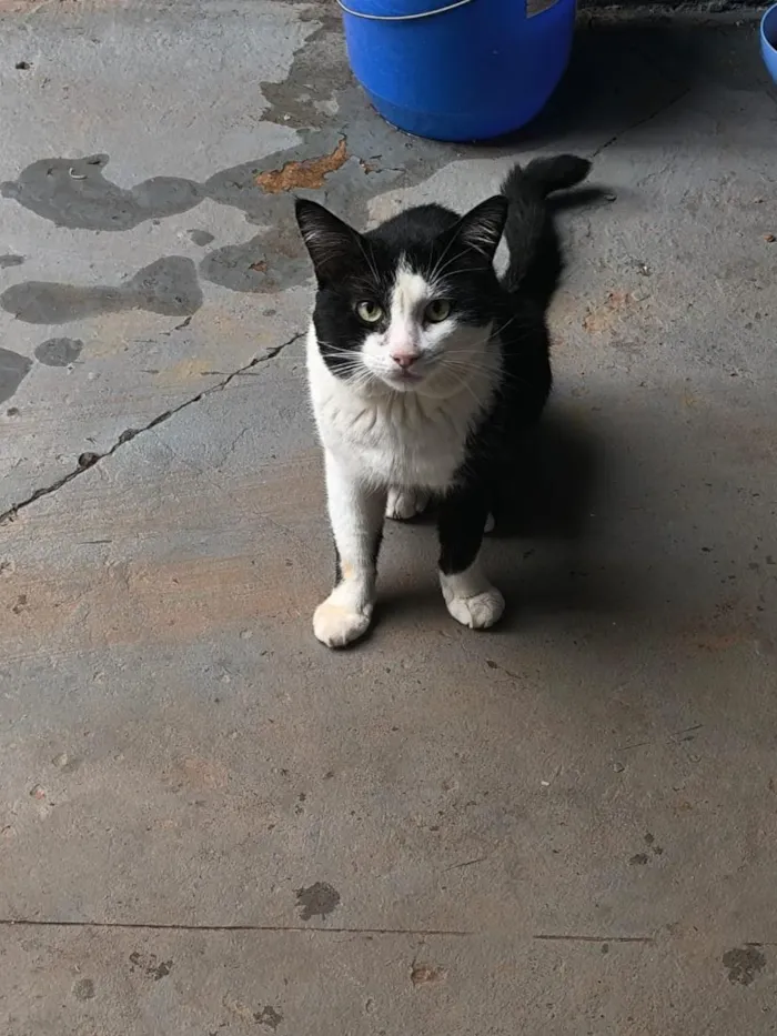 Gato raça SRD-ViraLata idade 5 anos nome Oreo 