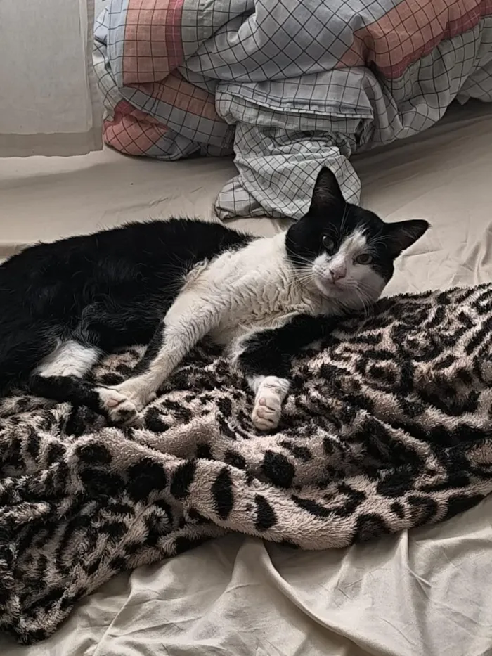 Gato raça SRD-ViraLata idade 5 anos nome Oreo 