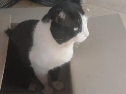 Gato raça SRD-ViraLata idade 5 anos nome Oreo 