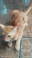 chico