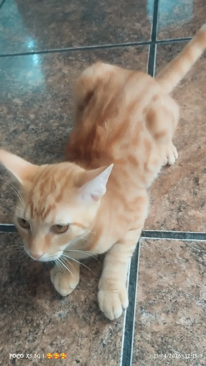 Gato raça SRD-ViraLata idade 2 a 6 meses nome chico
