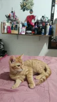chico