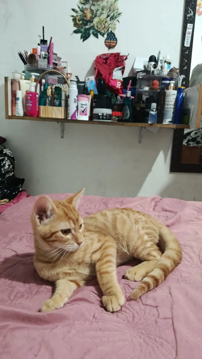 Gato raça SRD-ViraLata idade 2 a 6 meses nome chico