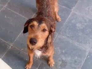 Cachorro raça SRD-ViraLata idade 3 anos nome betoven 