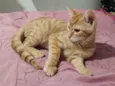 chico