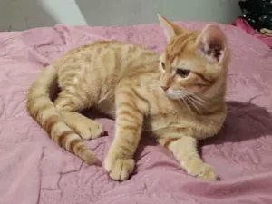 Gato raça SRD-ViraLata idade 2 a 6 meses nome chico