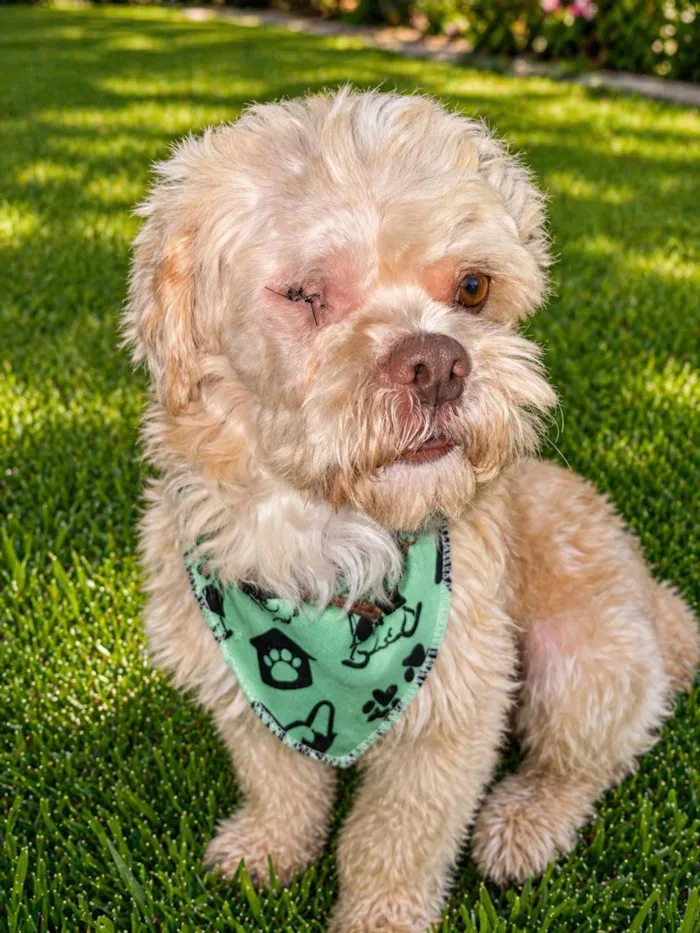 Cachorro raça SRD-ViraLata idade 3 anos nome Floquinho 