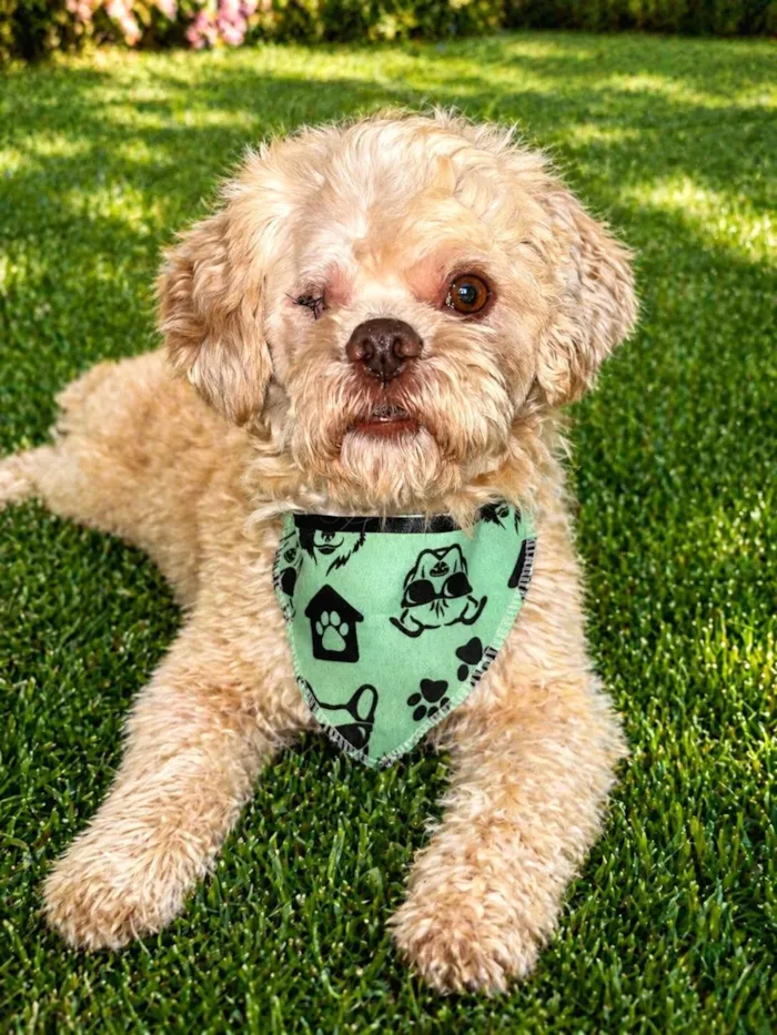 Cachorro raça SRD-ViraLata idade 3 anos nome Floquinho 