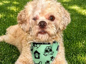 Cachorro raça SRD-ViraLata idade 3 anos nome Floquinho 