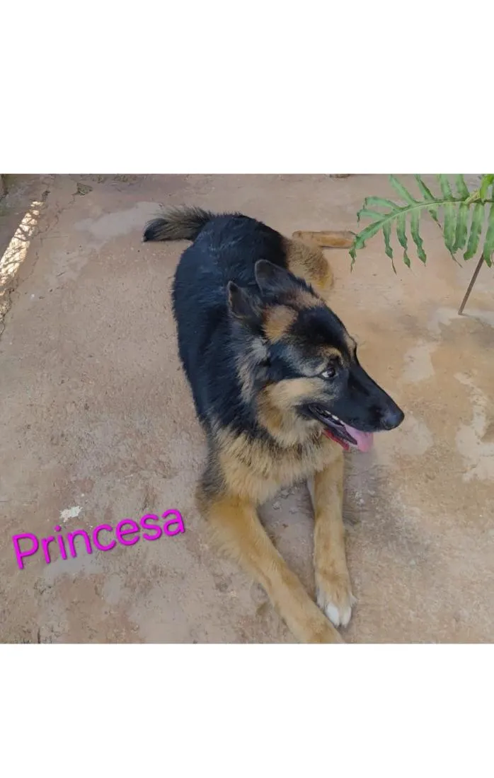 Cachorro raça Pastor Alemão idade 3 anos nome Princesa