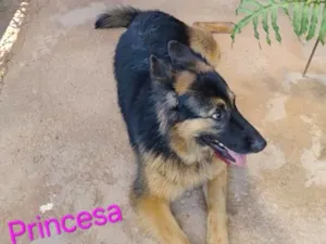 Cachorro raça Pastor Alemão idade 3 anos nome Princesa