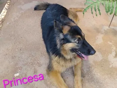 Cachorro raça Pastor Alemão idade 3 anos nome Princesa
