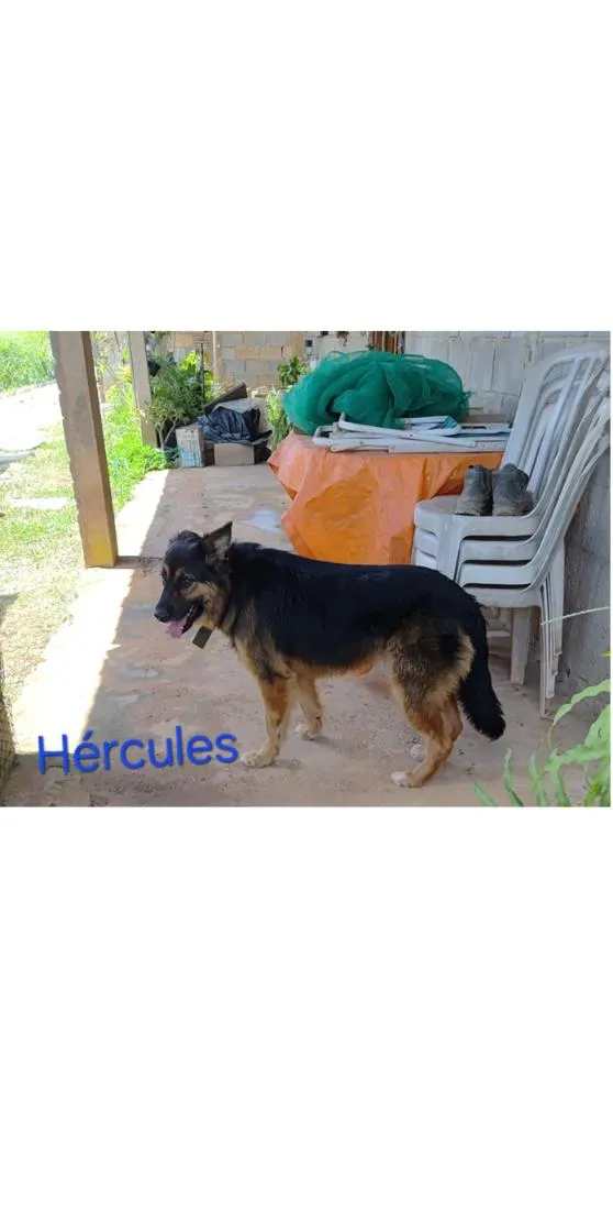 Cachorro raça Pastor Alemão idade 3 anos nome Hércules
