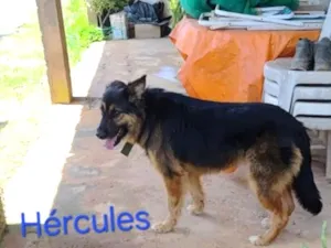 Cachorro raça Pastor Alemão idade 3 anos nome Hércules