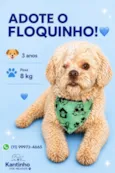 Floquinho 