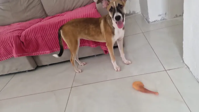 Cachorro raça SRD-ViraLata idade 1 ano nome Luna