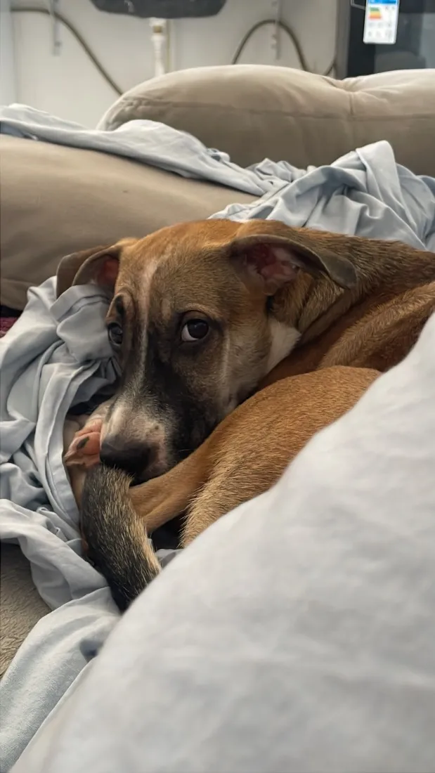 Cachorro raça SRD-ViraLata idade 1 ano nome Luna