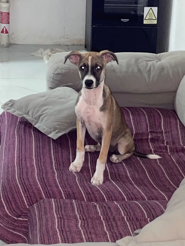 Cachorro raça SRD-ViraLata idade 1 ano nome Luna