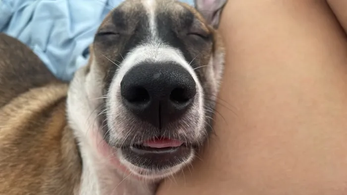 Cachorro raça SRD-ViraLata idade 1 ano nome Luna