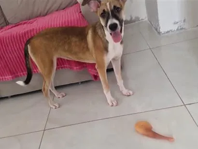 Cachorro raça SRD-ViraLata idade 1 ano nome Luna