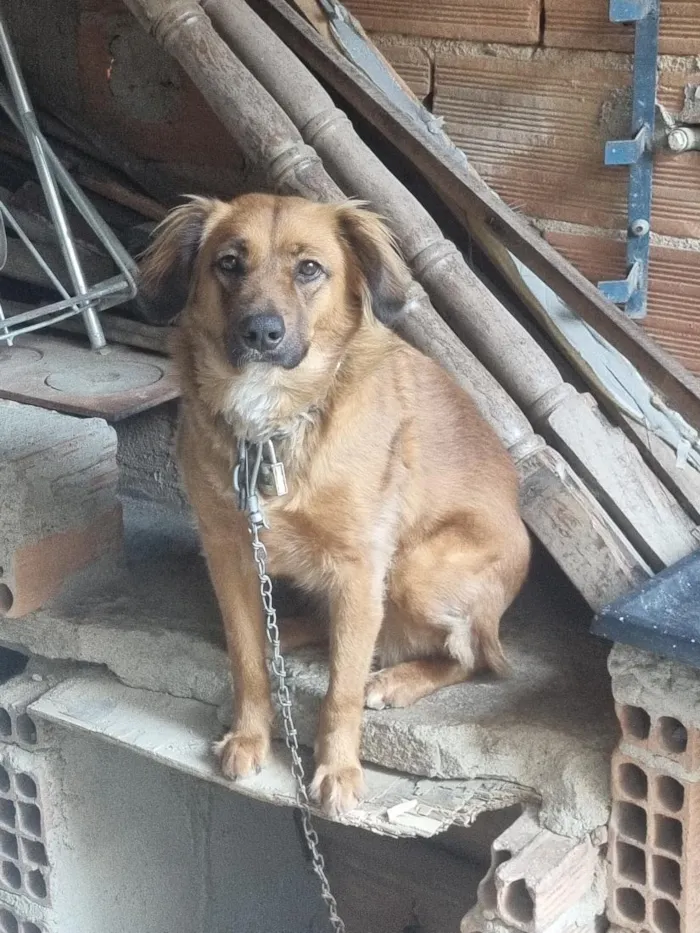 Cachorro raça SRD-ViraLata idade 1 ano nome Cinderela 