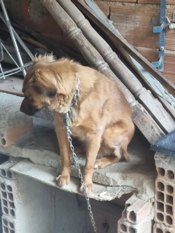 Cachorro raça SRD-ViraLata idade 1 ano nome Cinderela 