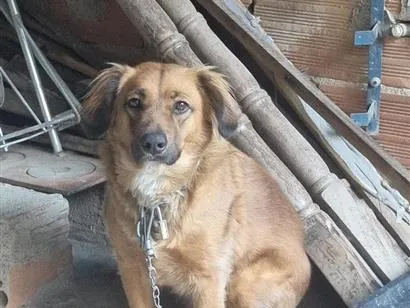 Cachorro raça SRD-ViraLata idade 1 ano nome Cinderela 
