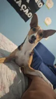 pipoca 