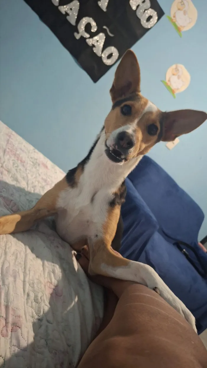 Cachorro raça SRD-ViraLata idade 3 anos nome pipoca 