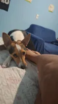 pipoca 