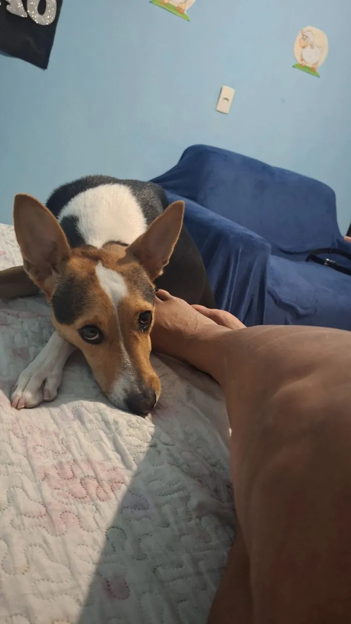 Cachorro raça SRD-ViraLata idade 3 anos nome pipoca 