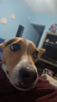 pipoca 