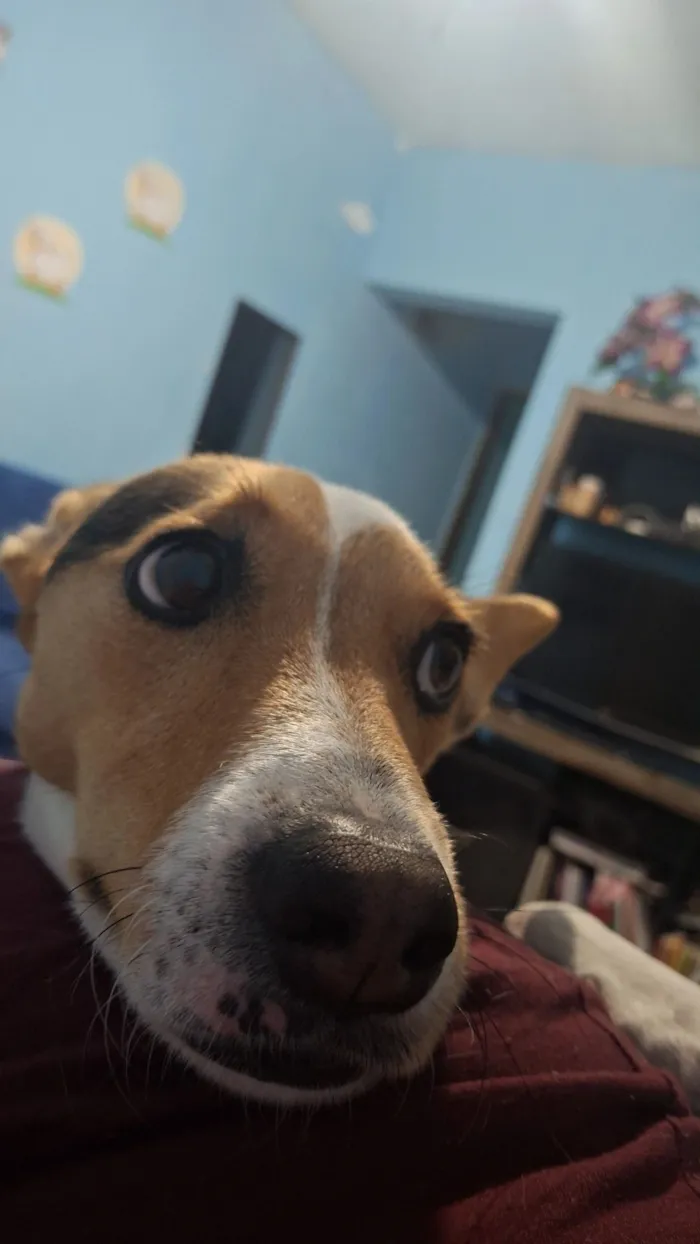 Cachorro raça SRD-ViraLata idade 3 anos nome pipoca 