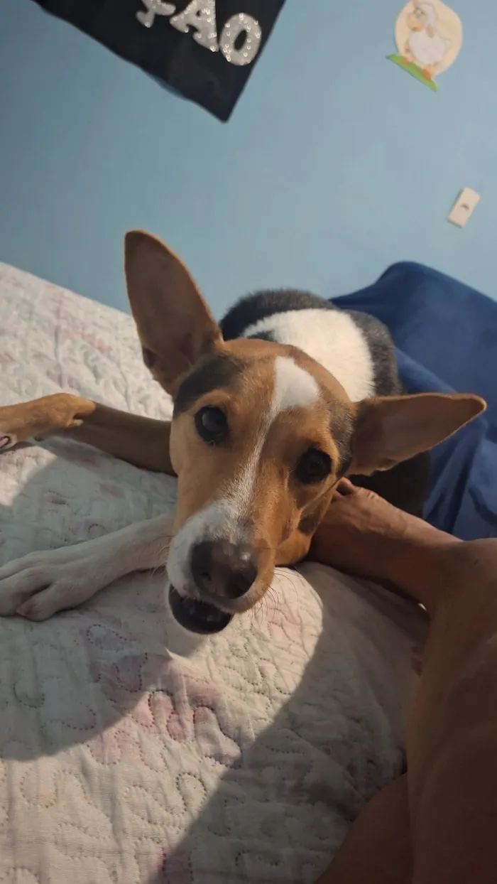 Cachorro raça SRD-ViraLata idade 3 anos nome pipoca 