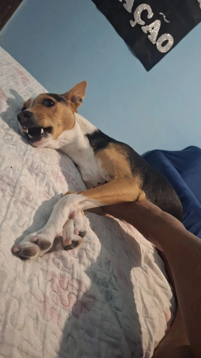 Cachorro raça SRD-ViraLata idade 3 anos nome pipoca 