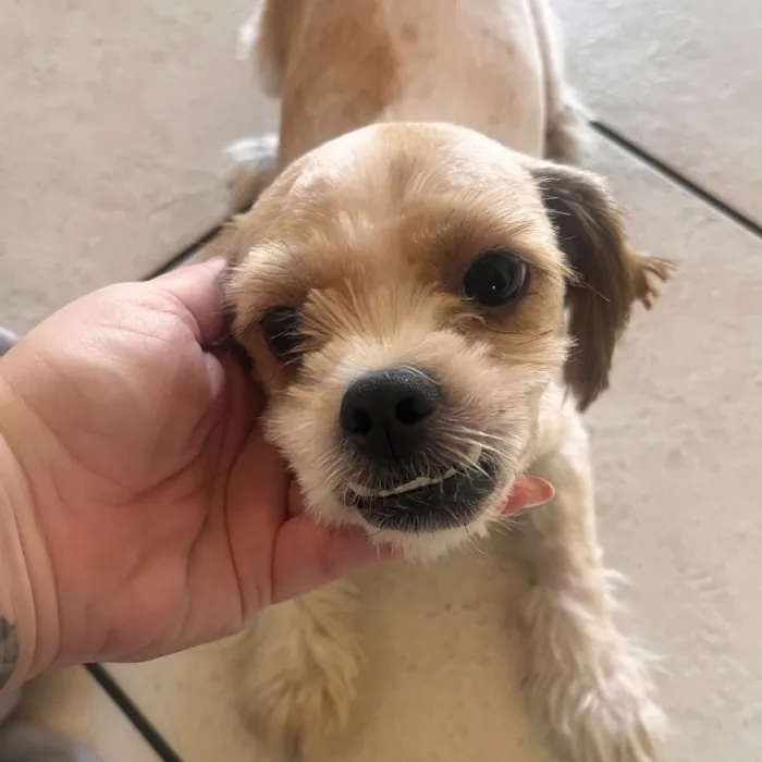 Cachorro raça Shitzu idade 1 ano nome Sem nome 