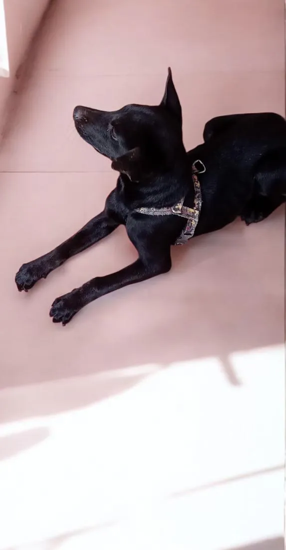 Cachorro raça SRD-ViraLata idade 2 a 6 meses nome Astrid