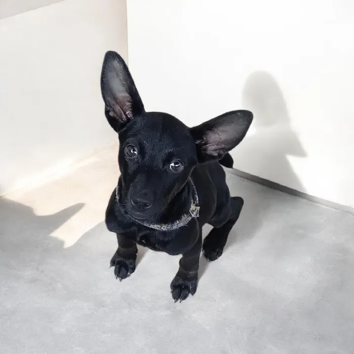 Cachorro raça SRD-ViraLata idade 2 a 6 meses nome Astrid