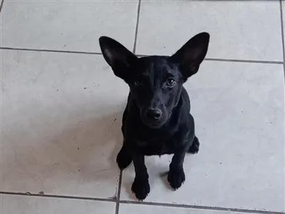 Cachorro raça SRD-ViraLata idade 2 a 6 meses nome Astrid