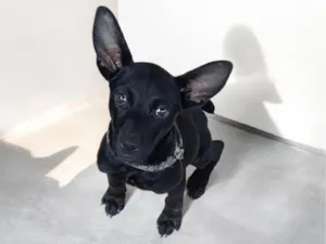 Cachorro raça SRD-ViraLata idade 2 a 6 meses nome Astrid