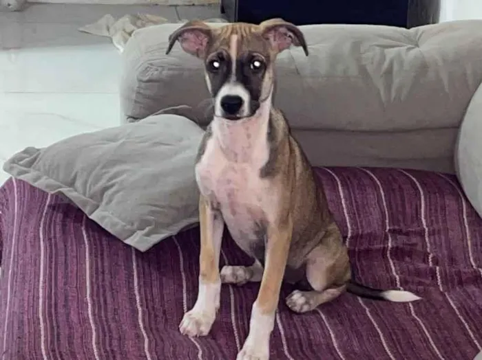 Cachorro raça SRD-ViraLata idade 1 ano nome Luna