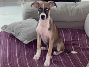 Cachorro raça SRD-ViraLata idade 1 ano nome Luna