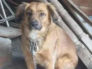 Cachorro raça SRD-ViraLata idade 1 ano nome Cinderela 