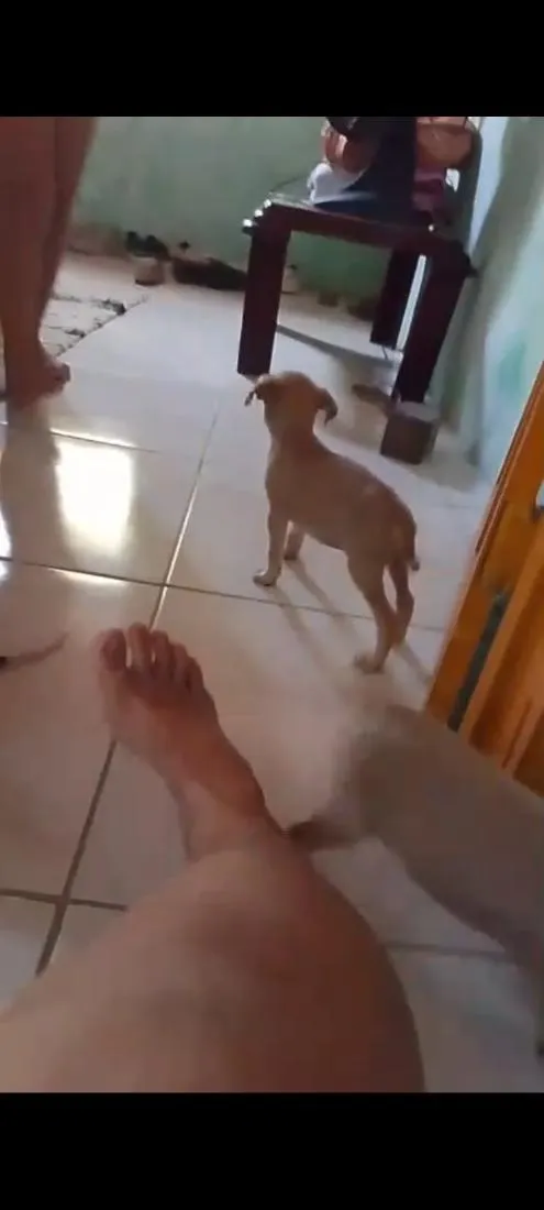 Cachorro raça SRD-ViraLata idade 2 a 6 meses nome filhotes 