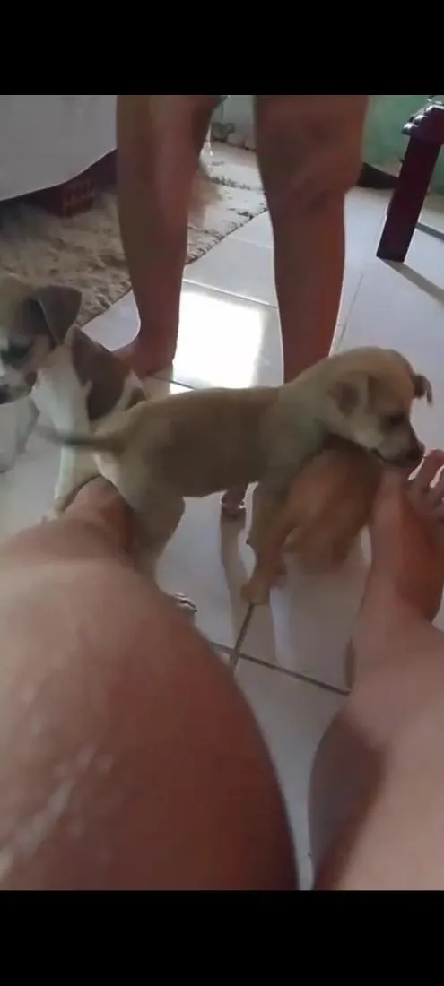 Cachorro raça SRD-ViraLata idade 2 a 6 meses nome filhotes 