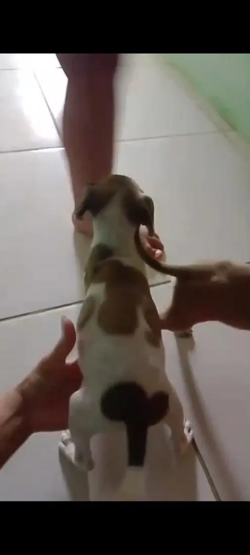 Cachorro raça SRD-ViraLata idade 2 a 6 meses nome filhotes 