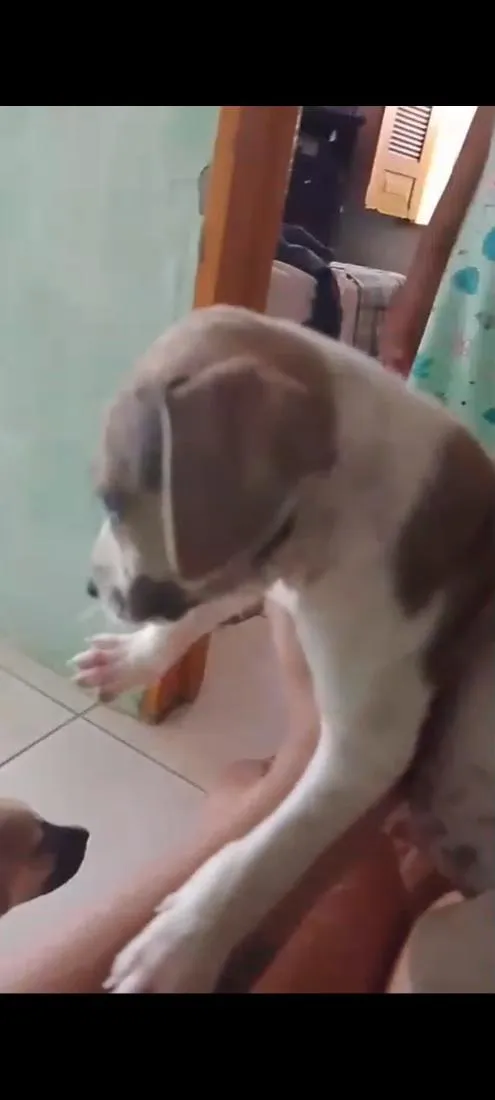 Cachorro raça SRD-ViraLata idade 2 a 6 meses nome filhotes 