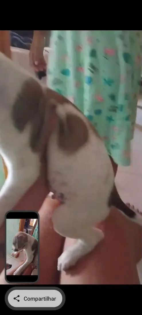 Cachorro raça SRD-ViraLata idade 2 a 6 meses nome filhotes 